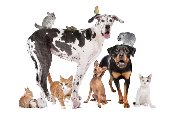 Mascotas frente a un fondo blanco —  Fotos de Stock