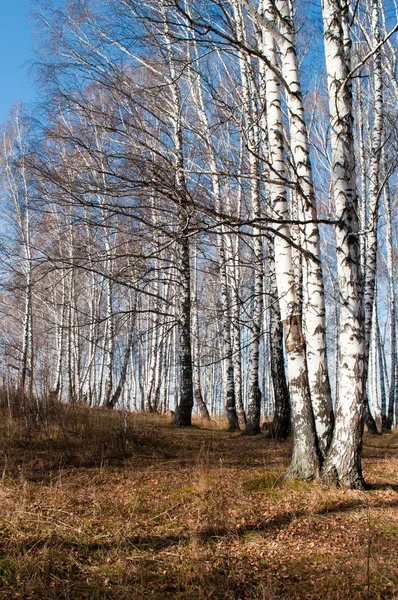 stock image The morning birch forest