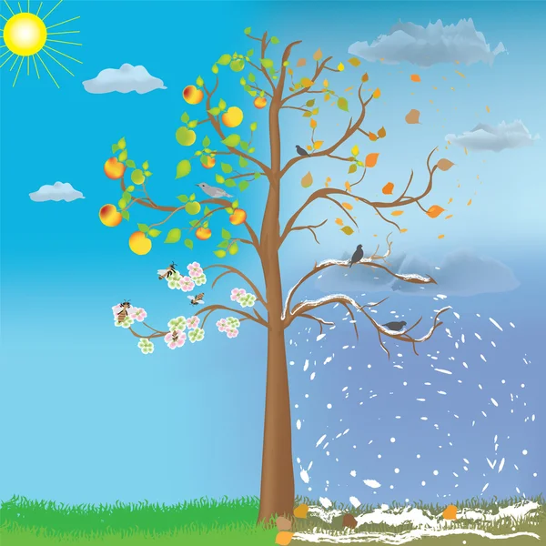 4 계절 변화의 상징으로 사과 나무 — 스톡 벡터