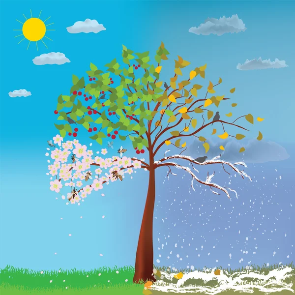 Four seasons tree — Stock Vector