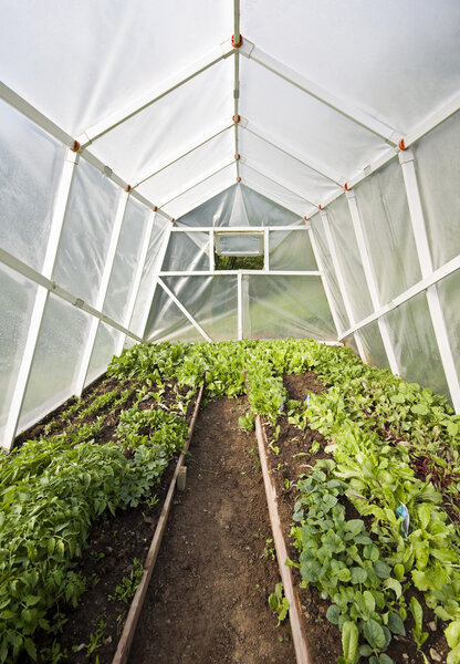 Simple homemade greenhouse with vegetables indoor shoot