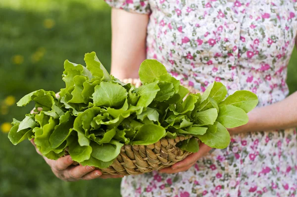 stock image Fresh salad