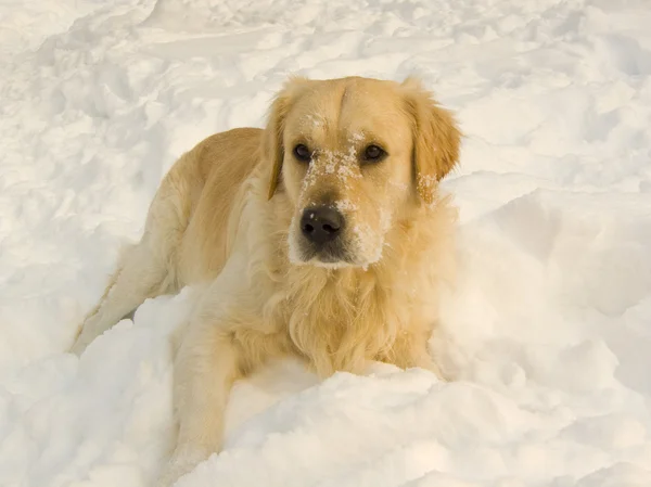 stock image Snowy dog