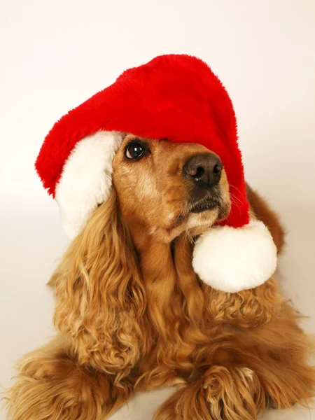 Brun cocker spaniel med röd jul hatt 2 — Stockfoto