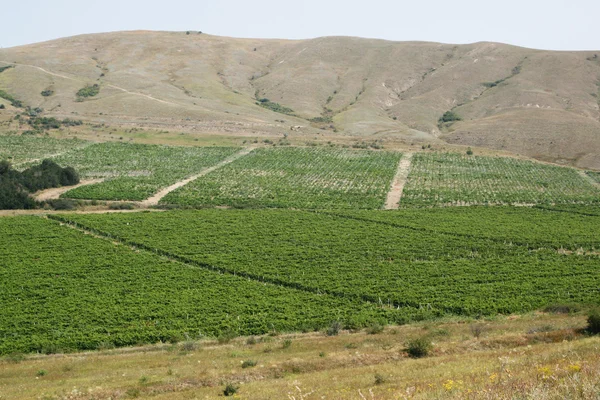 stock image Vineyards