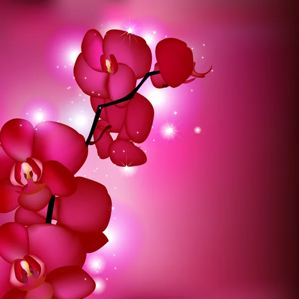 粉红色的兰花 — 图库矢量图片