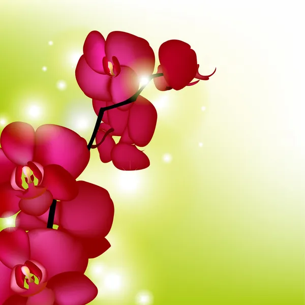 Růžové orchideje s rozostření — Stockový vektor
