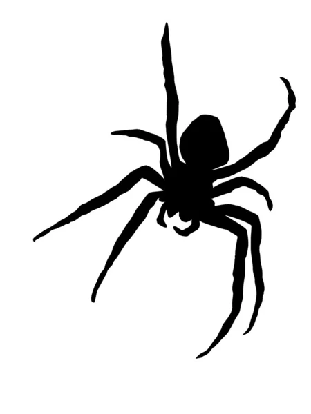 Spinne — Stock vektor