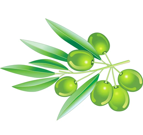Ilustración vectorial. Aceitunas verdes con hojas . — Vector de stock