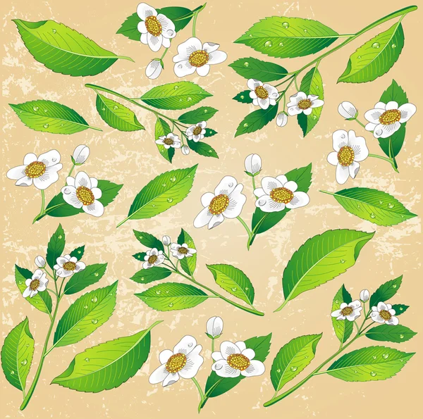 Fond avec des feuilles de thé vert peintes et des fleurs blanches — Image vectorielle