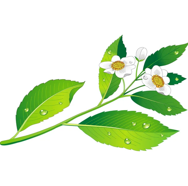 Rama vectorial del té verde con flores y hojas — Vector de stock