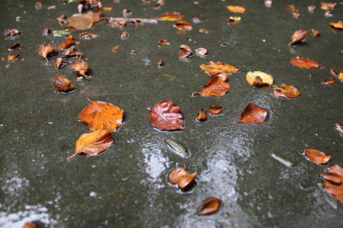 yağmur leafes