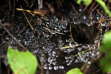 Yaprağın spiderweb