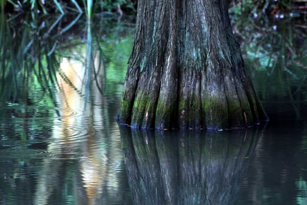 Árboles pantanosos — Foto de Stock