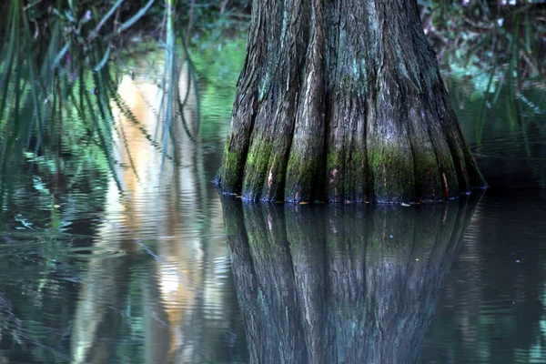 stock image Swamp trees