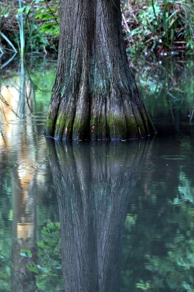 stock image Swamp trees