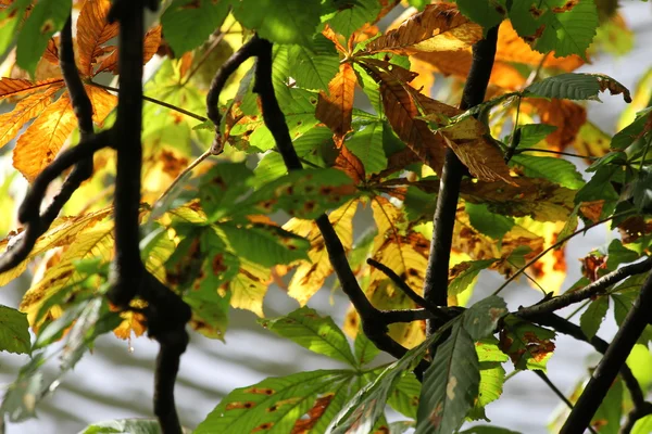 Осенний каштан — стоковое фото