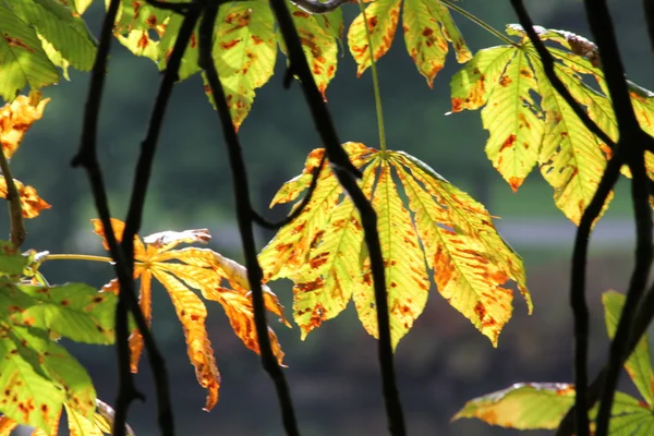 Castaño de otoño —  Fotos de Stock