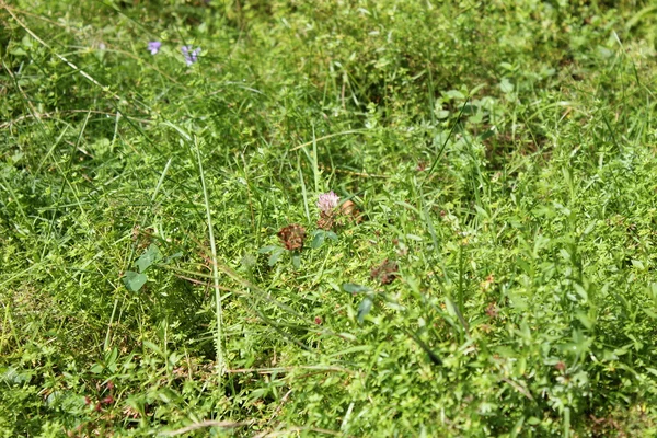 stock image Sunny gras texture