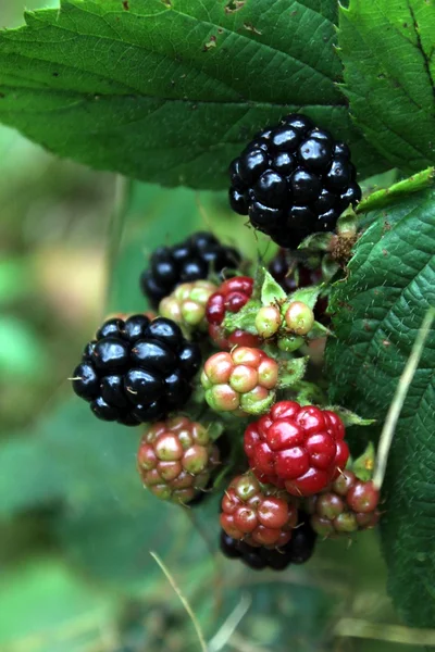野生黑莓 — 图库照片