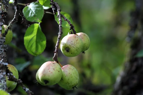 Jabłka Bio — Zdjęcie stockowe