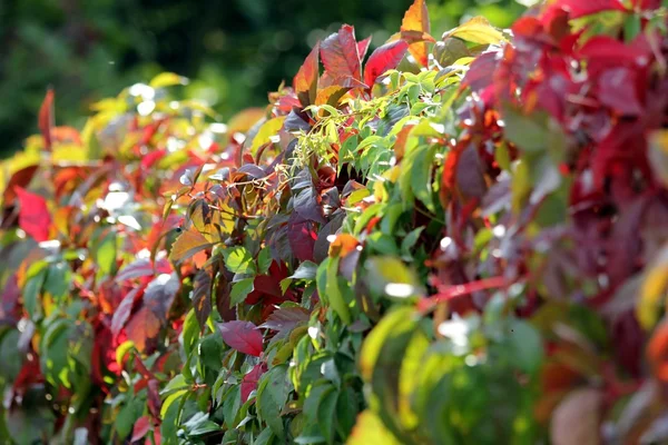 Sunny autumn ivy — Stock Photo, Image