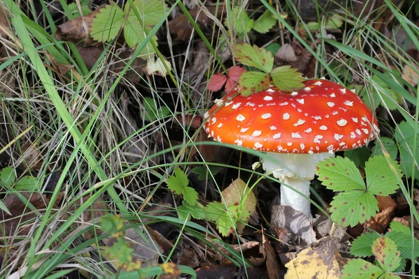 Stock image Fliegenpilz (Amanita muscaria var. muscaria)