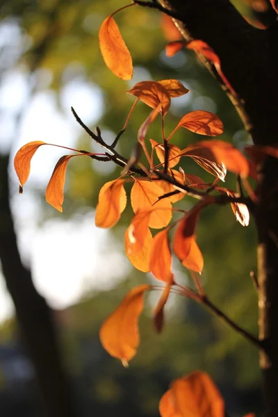 Осенние листовки — стоковое фото
