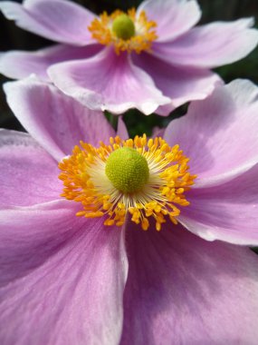 Japon Anemone kadar kapatın