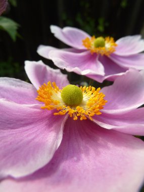 Japon Anemone kadar kapatın