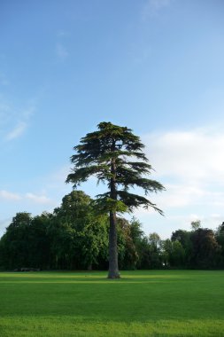 Lydiard Park ağaçlar