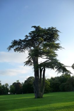 Lydiard Park ağaçlar