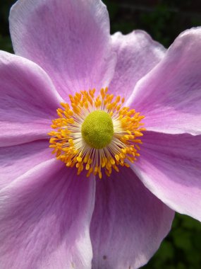 Japon Anemone kadar kapatın