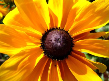 Rudbeckia çiçek