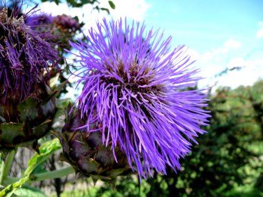 Thistle çiçek