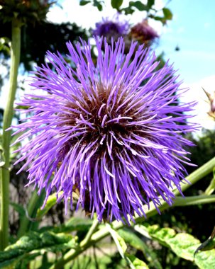 Thistle çiçek