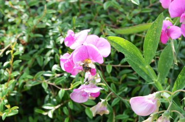 Snapdragon çiçek arıya