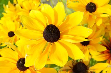 Rudbeckia çiçek