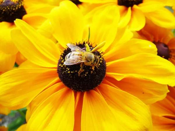 Abeja de miel en flor amarilla —  Fotos de Stock