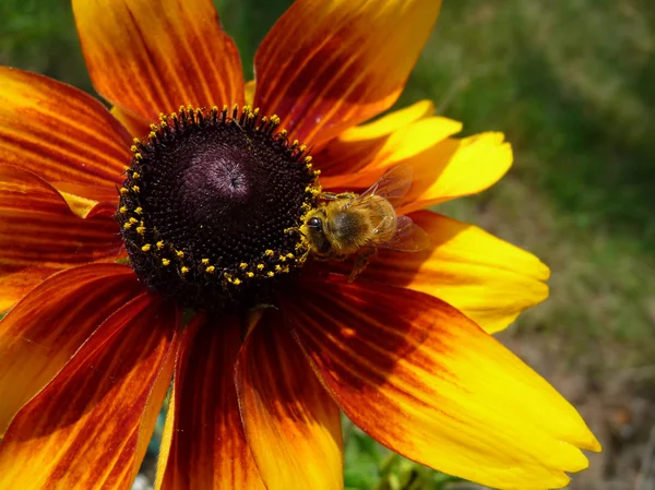 Honungsbi på gul blomma — Stockfoto
