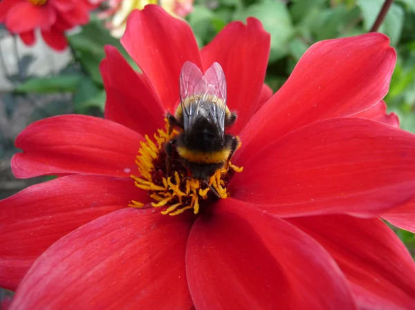 Rote Blume mit Biene — Stockfoto