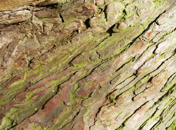 Bark Texture — Stock Photo, Image