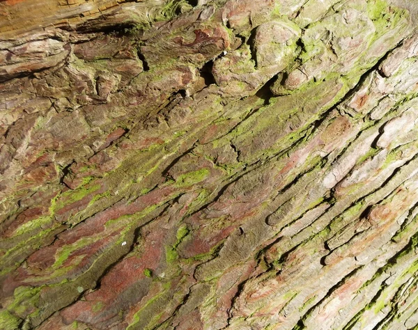 stock image Bark Texture