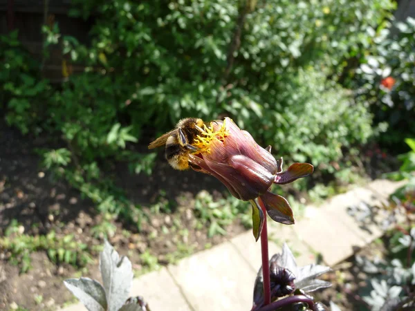 Пчела на бутон цветка — стоковое фото