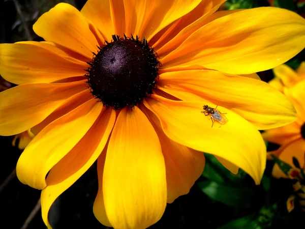 Insectos en la flor de Rudbeckia —  Fotos de Stock