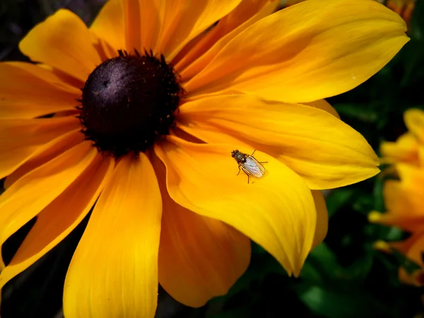 Insectos en la flor de Rudbeckia —  Fotos de Stock