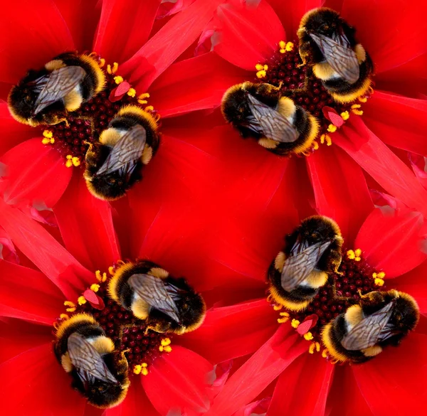 Seamless Pattern Of A Bee On A Flower — Stock Photo, Image