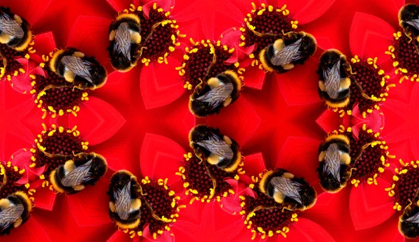 Modèle sans couture d'une abeille sur une fleur — Photo