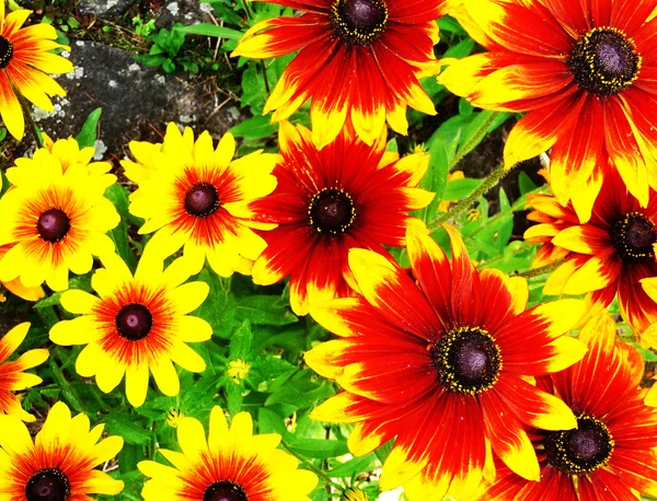 Flores amarillas y rojas —  Fotos de Stock