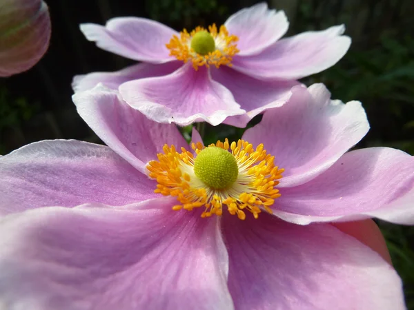 Close Up Japanese Anemone — Stock Photo, Image